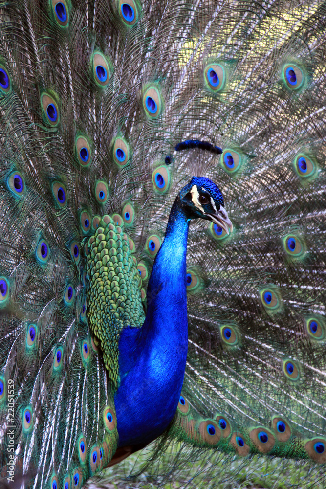 Obraz premium Peacock