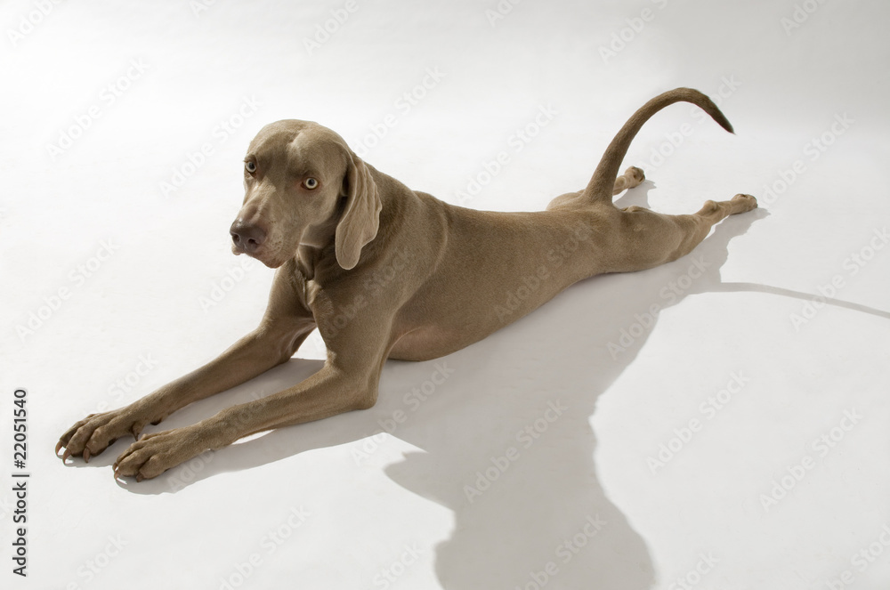 Hund, Weimaraner Kurzhaar Stock Photo | Adobe Stock