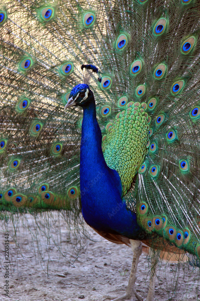 Obraz premium Peacock