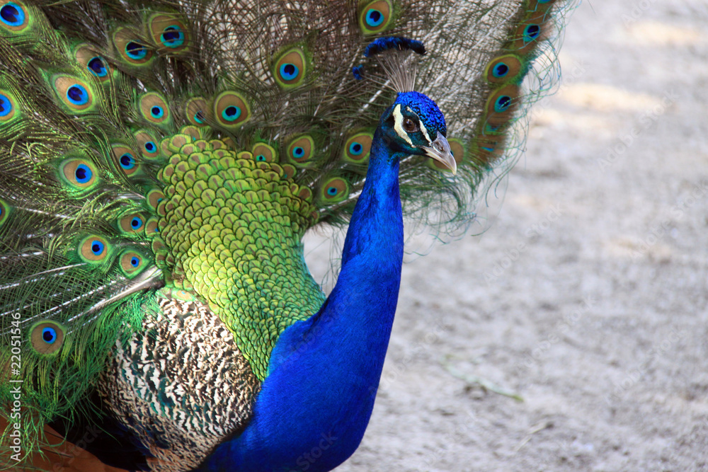 Obraz premium Peacock
