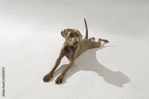 Hund, Weimaraner Kurzhaar photo