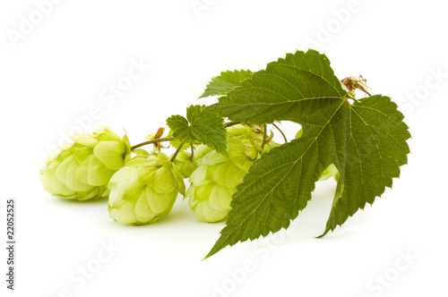 golden hops on white