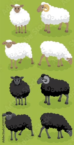 Sheep