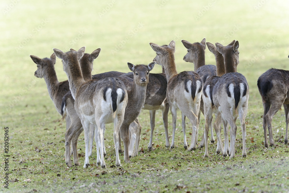 fallow deer, dama dama fallow deer, dama dama