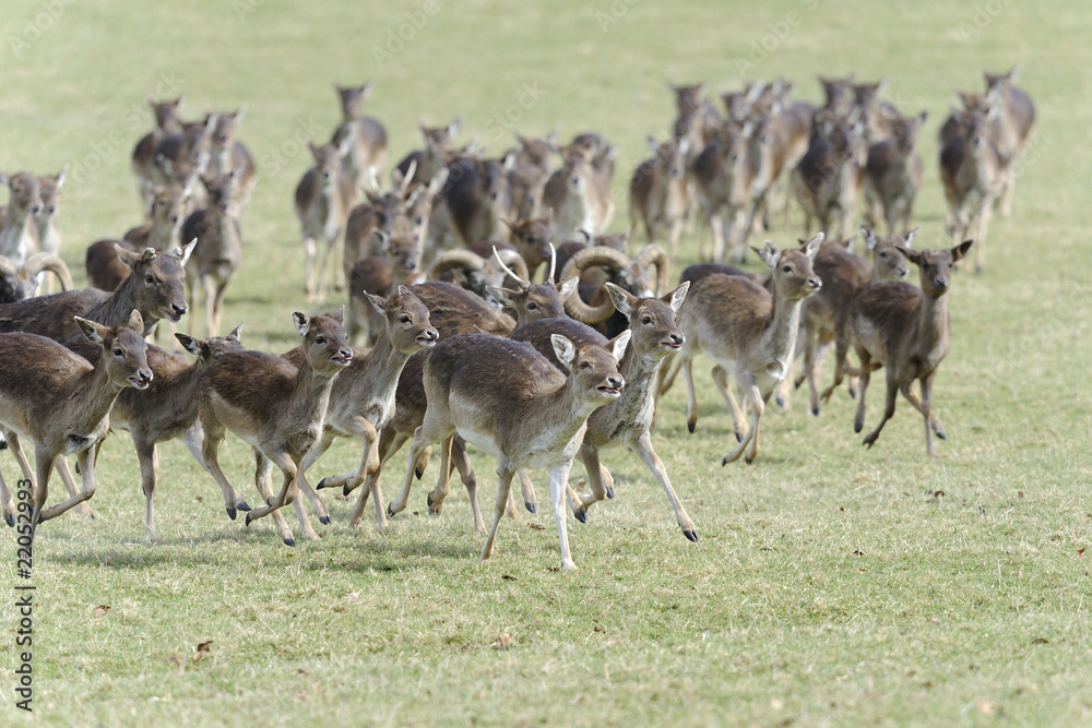 fallow deer, dama dama fallow deer, dama dama