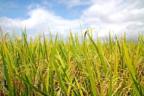 Tableau sur toile ricefield