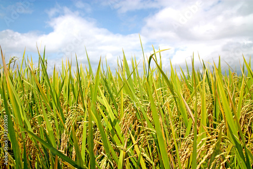 ricefield