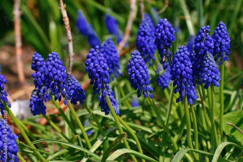 muscari