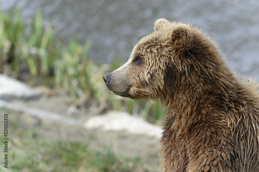 brown bear, ursus arctos