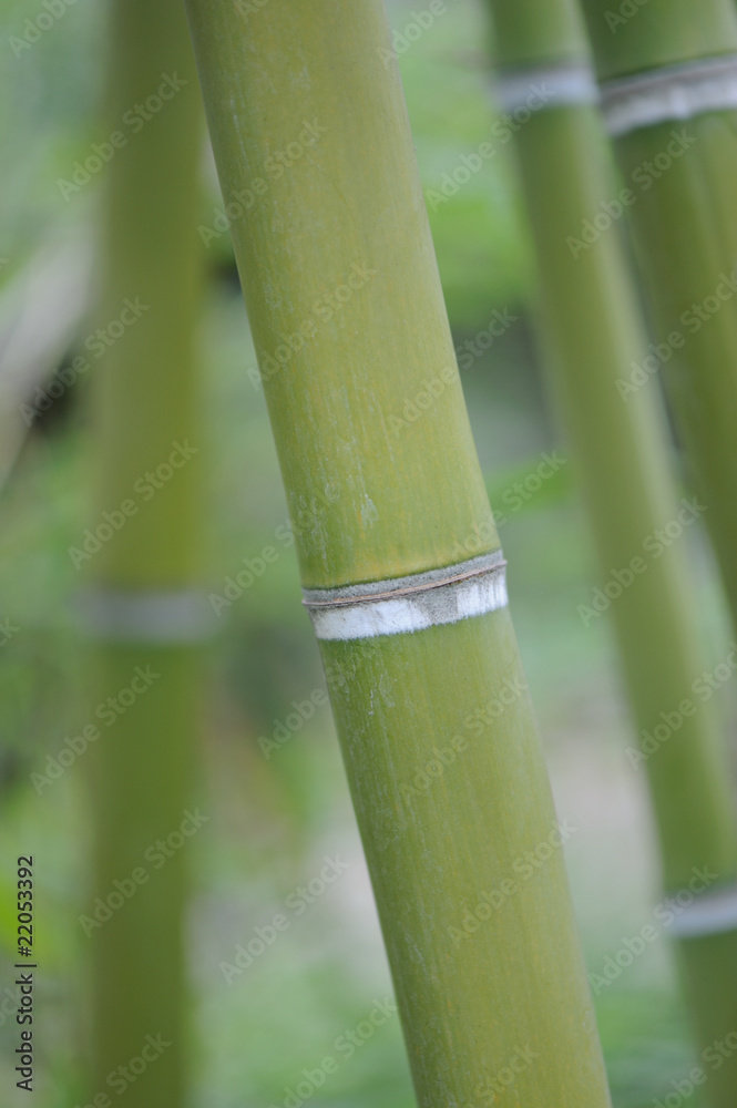 Obraz premium Bamboo