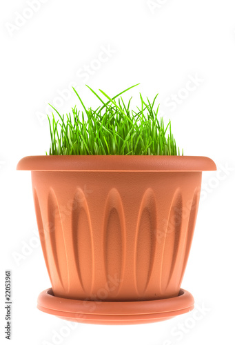 Flower Pot with grass isolated on white.