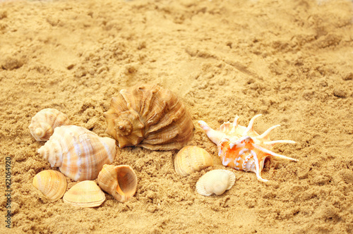 Shells on sand
