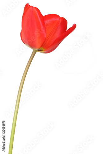 tulipe rouge photo