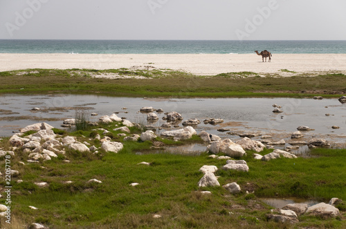 Camel on a beach