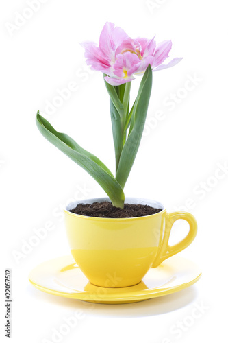 growing tulip in a cup