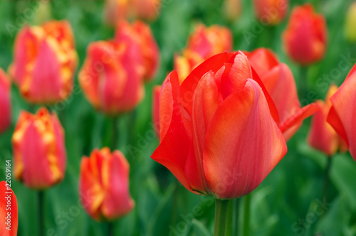 Red tulips