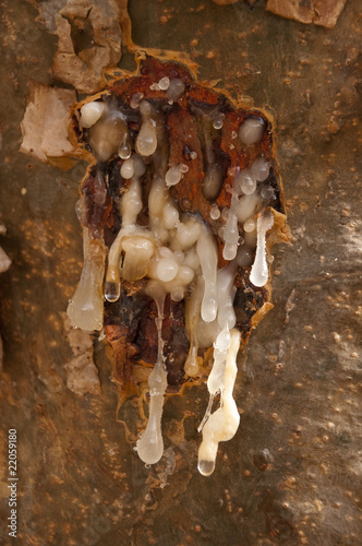 Frankincense tree in Dhofar mountain, Oman