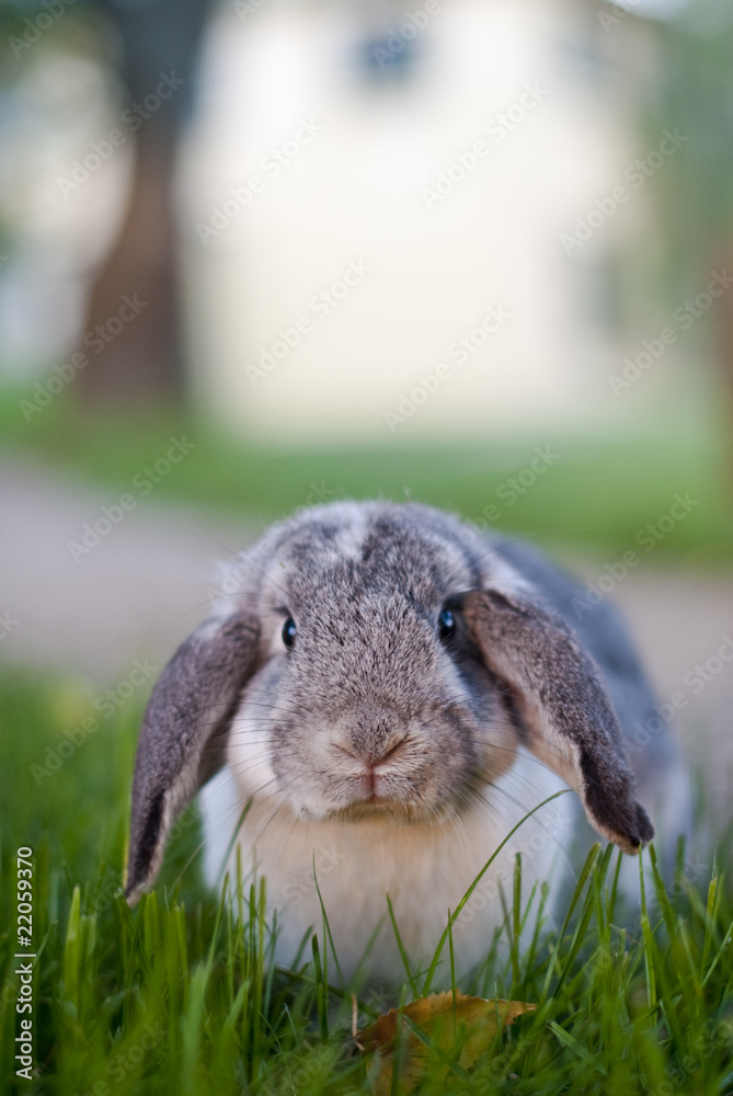 Mr Wuffles, the floppy eared rabbit sitting in long grass Mr Wuffles, the floppy eared rabbit sitting in long grass