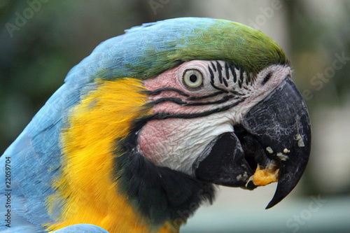 Blue and Gold Macaw - close up