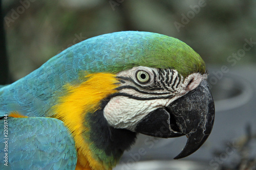 Blue and Gold Macaw - Profile