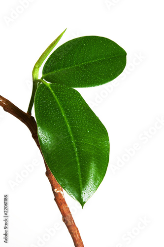 Ficus leaves