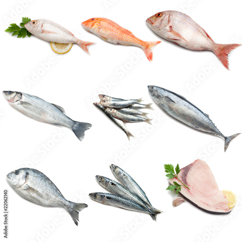 collection of mediterranean fish