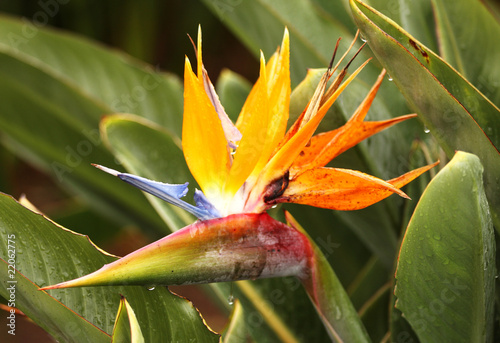 flower from Madeira