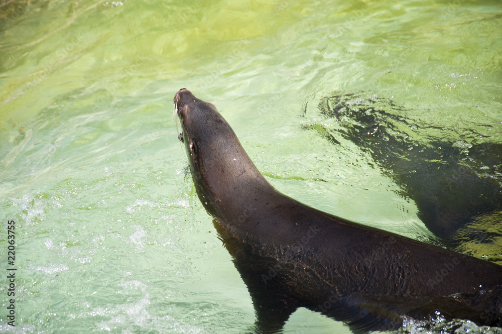 Obraz premium Seelöwen