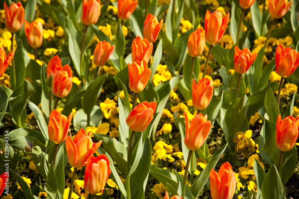 Obraz premium Blumenbeet