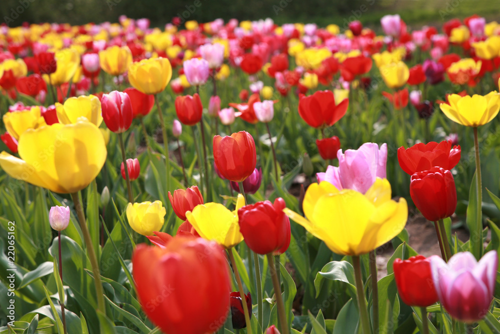 Tulpenfeld Tulpenfeld