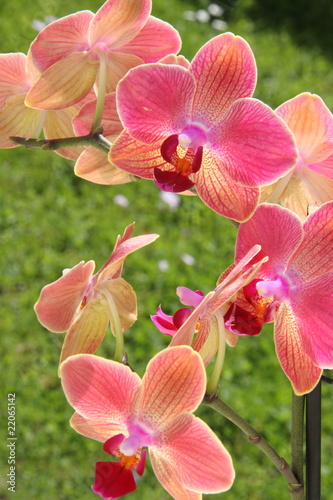 Plakat Orchidées