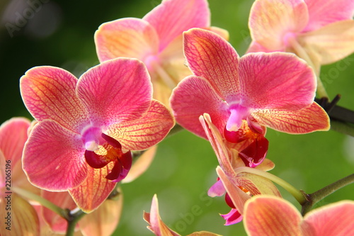 Plakat Orchidée