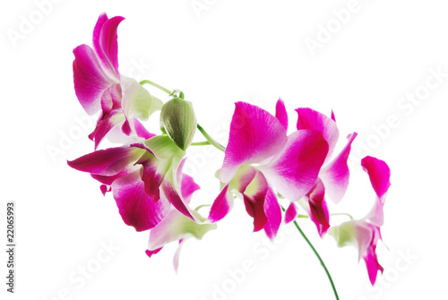 Fototapeta Naklejka Na Ścianę i Meble -  Fresh violet orchids isolated on white background