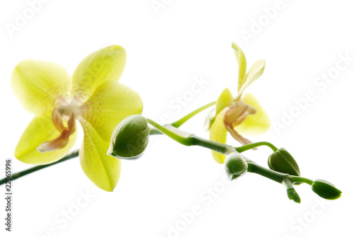 Fresh yellow orchids isolated on white background