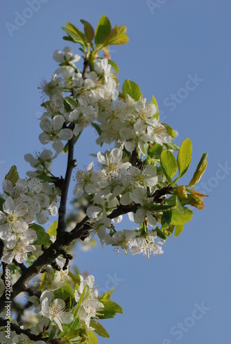 fleur de prunier