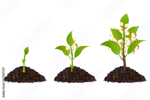 Money plants life process