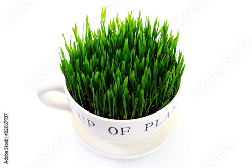 green grass in cup