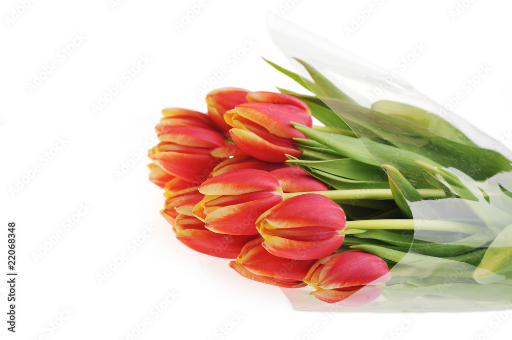 red tulips red tulips