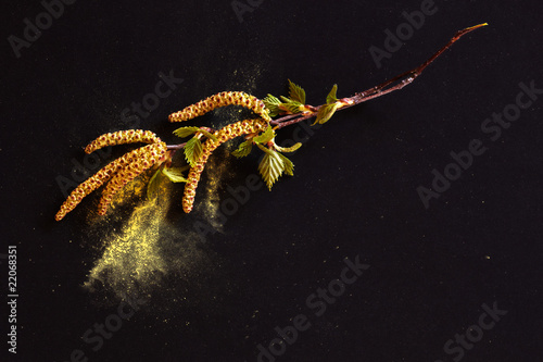 birch tree aments and pollen lying on black paper photo