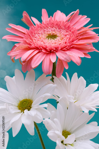 Pink and White Daisies