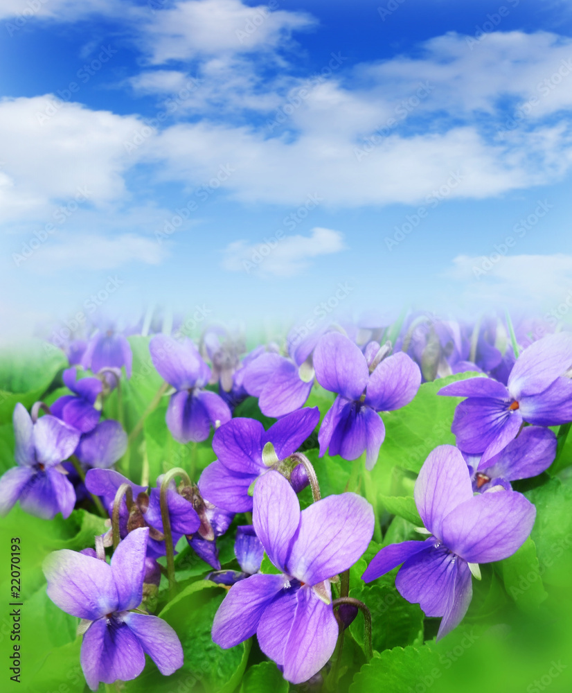 violets and blue sky violets and blue sky