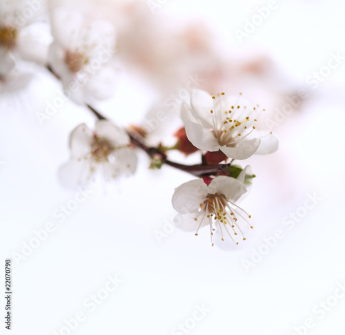 Flowers an apricot