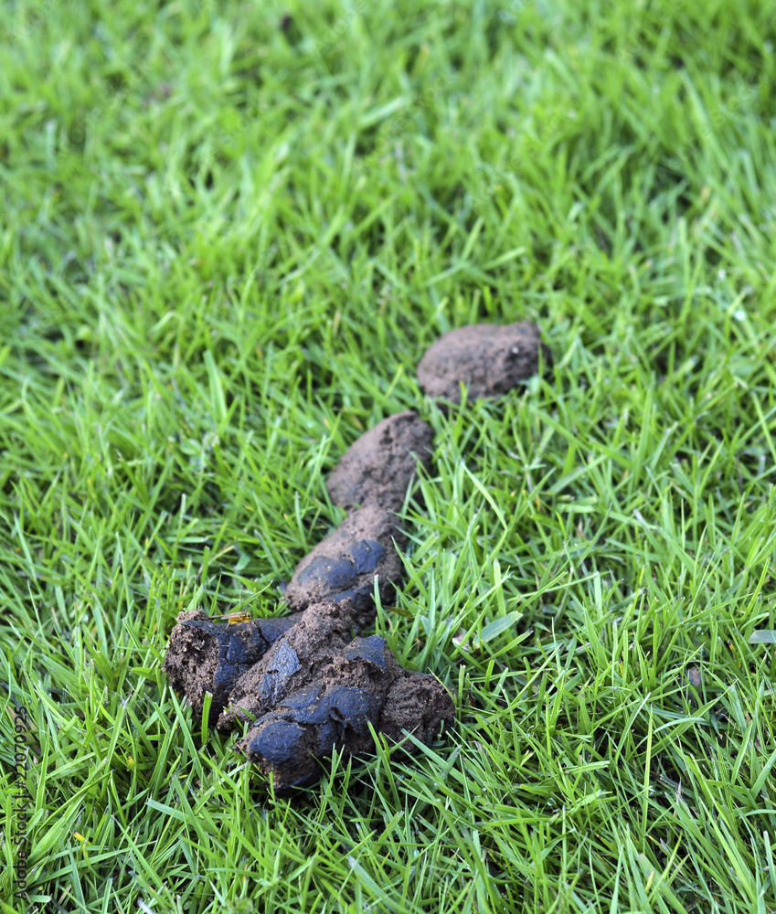 What Happens To Dog Poop On Grass