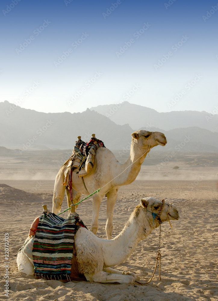Fototapeta premium Camels in a desert resting after the trip