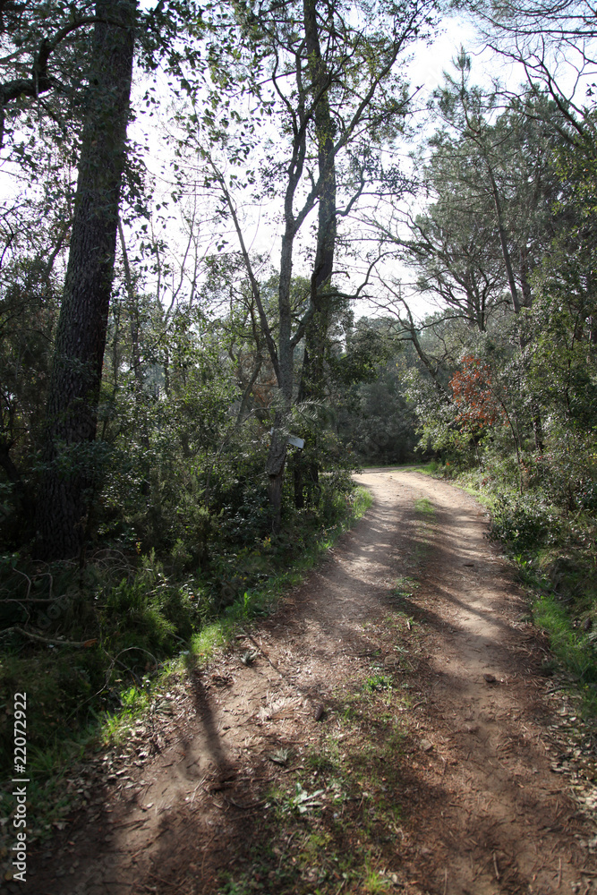 Fototapeta premium camino