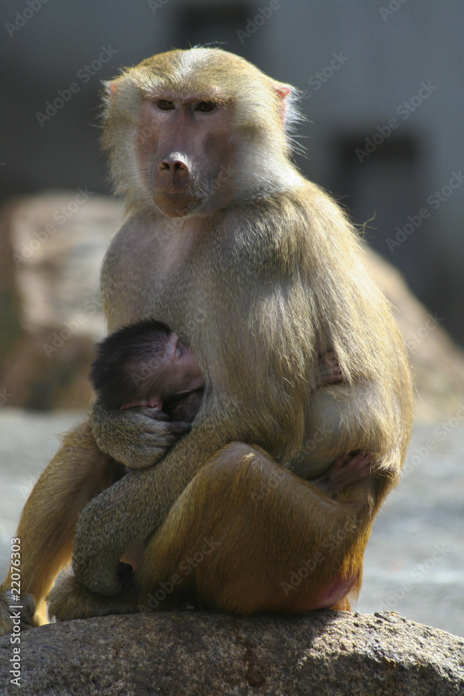 Obraz premium Pavian mit Jungtier