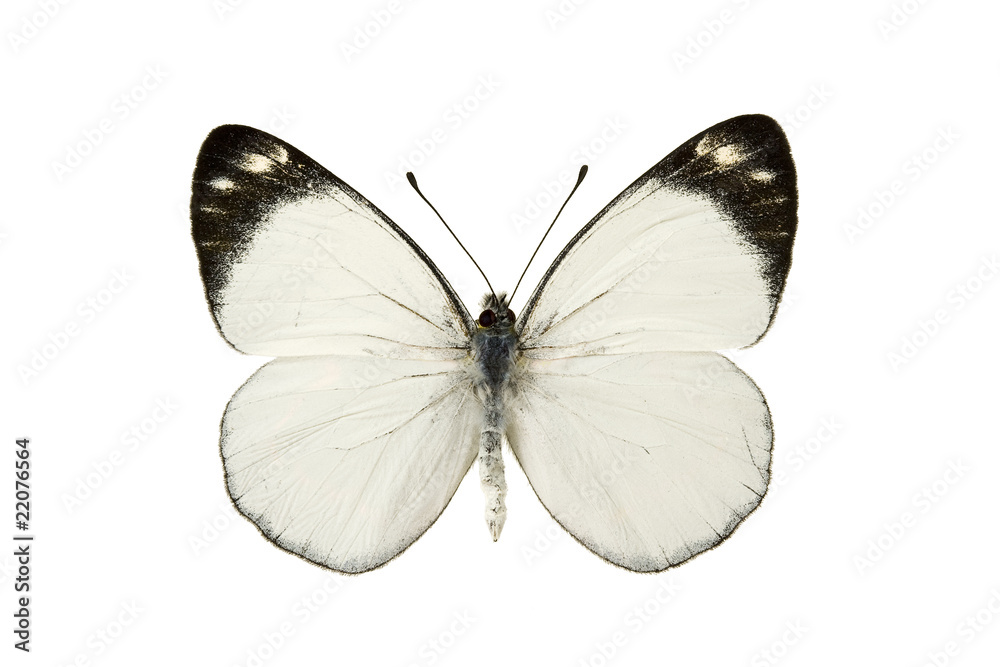 Butterfly - Black Jezebel, Delias nigrina Butterfly - Black Jezebel, Delias nigrina