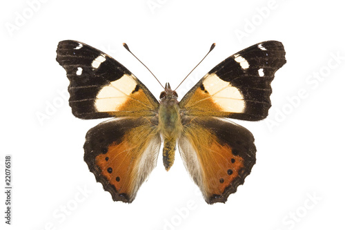 Butterfly - Yellow Admiral, Vanessa itea photo