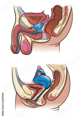 Human reproductive system in vector