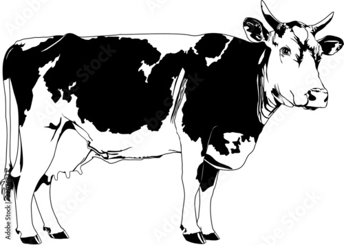 cow illustration